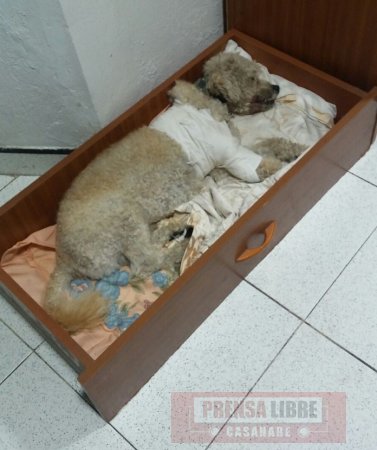 Denuncian ataques de perros de razas peligrosas en Yopal