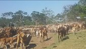Primeras afectaciones a la ganadería en Casanare por cuenta del verano