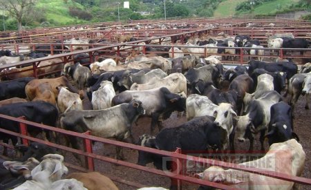 A la cárcel 5 individuos por hurto de ganado en Trinidad