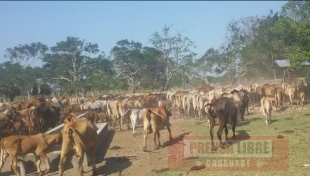 Primeras afectaciones a la ganadería en Casanare por cuenta del verano