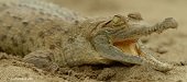 Liberados 20 ejemplares de caimán llanero en el Parque Nacional Tuparro