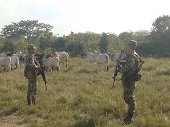 36 cabezas de ganado vacuno fueron recuperadas en Arauca