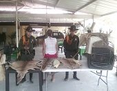 Capturada propietaria de establecimiento en Tilodirán por comercializar fauna silvestre