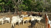 36 cabezas de ganado provenientes de Venezuela fueron incautadas en Arauca