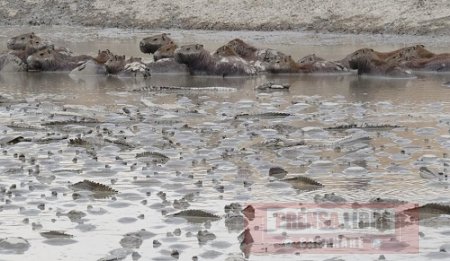 Muerte de chigüiros en Paz de Ariporo predice nuevo desastre ecológico