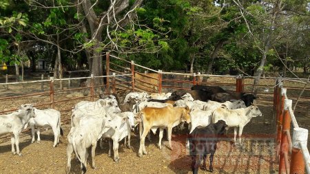 36 cabezas de ganado provenientes de Venezuela fueron incautadas en Arauca