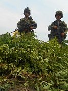 Cargamento de marihuana prensada incautó el Ejército al ELN en Arauquita 