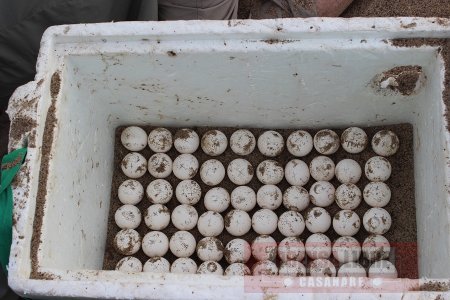 1.986 huevos de tortuga Charapa fueron recogidos en las playas del río Meta 