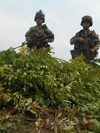 Cargamento de marihuana prensada incautó el Ejército al ELN en Arauquita 