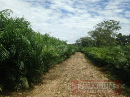 Palma de aceite y piña cultivos de moda en Casanare