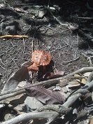 En el Vichada fueron liberadas 200 tortugas matamata recuperadas en Amazonas