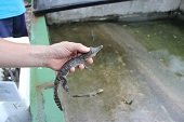 Bioparque Wisirare será el hogar de 159 caimancillos 