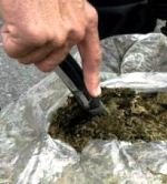 Desarticulada banda de microtráfico en Casanare, les incautaron 503 libras de marihuana