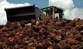Autoridades verificarán antecedentes de trabajadores llegados a palmeras en municipios de Casanare