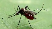 Van 2.393 personas infectadas con Zika en Casanare