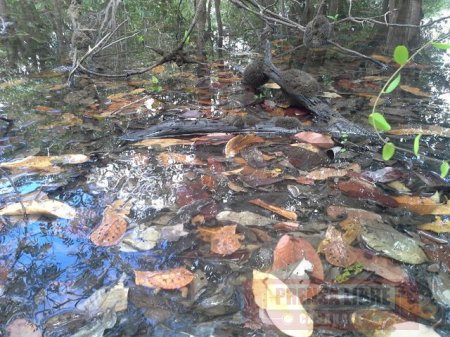 432 tortugas matamata ahora disfrutan su libertad en afluentes del Vichada