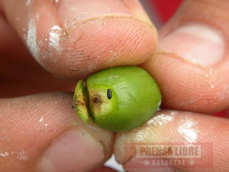 ICA adoptó medidas fitosanitarias por incidencia de broca en cultivos de café en Támara