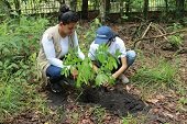 Sembrar un millón de árboles en Casanare, meta del Gobierno departamental