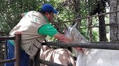 456 equinos en 56 fincas en zona de cuarentena han sido vacunados esta semana contra encefalitis equina 