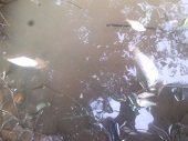 Arroceros serían responsables de mortandad de peces en San Luis de Palenque