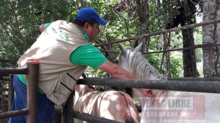 456 equinos en 56 fincas en zona de cuarentena han sido vacunados esta semana contra encefalitis equina 