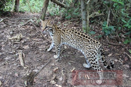Reserva natural de San Luis de Palenque será el nuevo hogar de 3 tigrillos 
