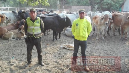 Proyecto de Ley busca aumentar las penas por abigeato y carneo en Colombia