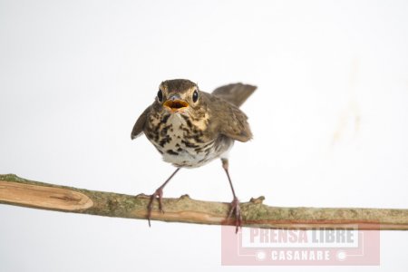 Huella genética de aves colombianas permitirá luchar contra tráfico de fauna silvestre