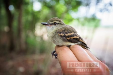 Huella genética de aves colombianas permitirá luchar contra tráfico de fauna silvestre