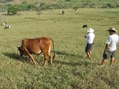 Minagricultura avaló alianza de ganadería doble propósito en Sabanalarga