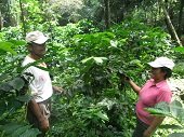 100 nuevas hectáreas de café y 100 por renovación esperan implementarse en este periodo en Casanare