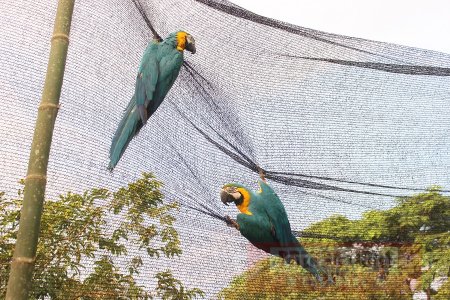 Fauna silvestre incautada en el Tolima fue liberada en Casanare por Corporinoquia