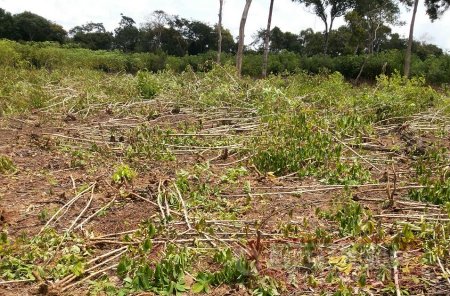 Finqueros de Paz de Ariporo siguen afectados por acciones delincuenciales de indígenas