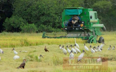 Casanare registró la mayor área sembrada de arroz en primer semestre de 2016