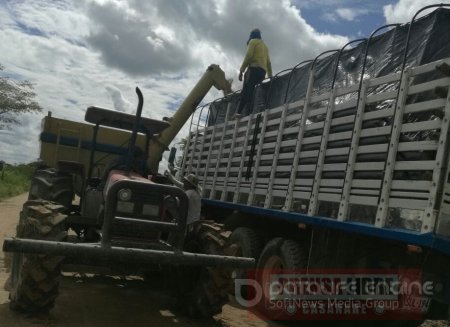 En Casanare hay trabajo para camiones que trasporten la cosecha arrocera