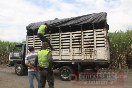Rigurosos controles para evitar el hurto de ganado en Arauca