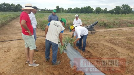 $7.750.160.000 invertirá Secretaría de Agricultura en fortalecimiento de la cadena de la piña