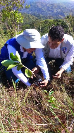 En nombre de la paz fueron sembrados 1.100 nuevos árboles en el cerro el venado de Yopal