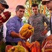 En Vichada inició primer acuerdo colectivo para sustitución voluntaria de cultivos ilícitos
