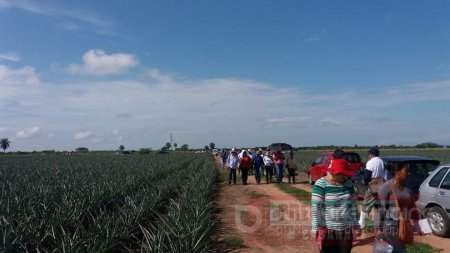 Costarricenses transfirieron conocimientos a productores de piña en Aguazul