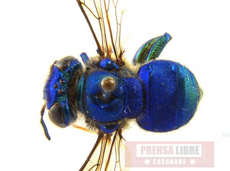 Investigadores de la Universidad Nacional registran nuevas especies de abejas en Casanare