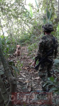 Neutralizan siete artefactos explosivos improvisados instalados por el ELN en Arauca