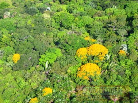 Corporinoquia implementará proyecto de gobernanza forestal 