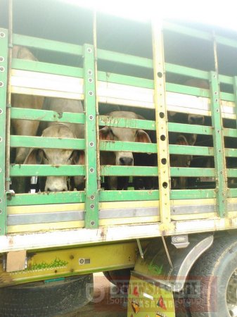 9 toros fueron hurtados de finca en Hato Corozal