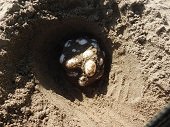 Recolecta de huevos de tortuga terecay en La Macarena