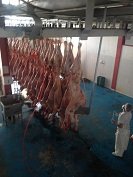 Bajonazo en el sacrificio de reses en Planta de Beneficio Animal de Yopal. Siguen problemas ambientales