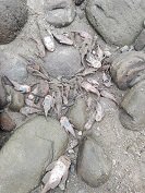 Denuncian mortandad de peces en los ríos Caja y Cusiana en Tauramena