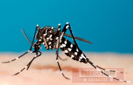 Cruzada en Yopal contra el zancudo Aedes Albopictus