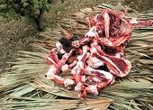 Procesamiento de vísceras y huesos generan olores fétidos en San Rafael de Morichal de Yopal 