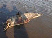Pescadores ilegales mataron 2 delfines rosados en Orocué